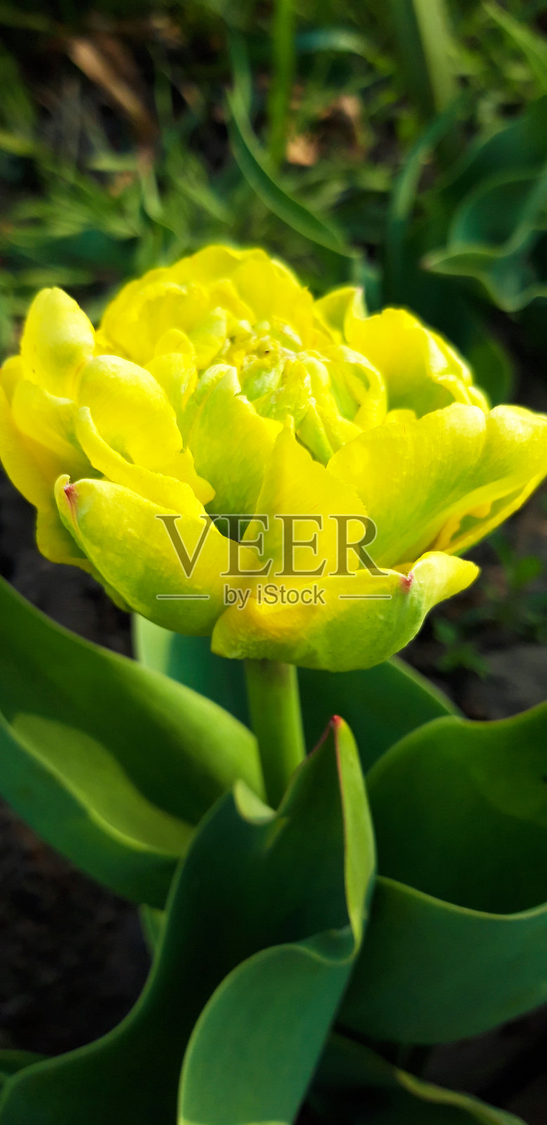 黄色郁金香照片摄影图片