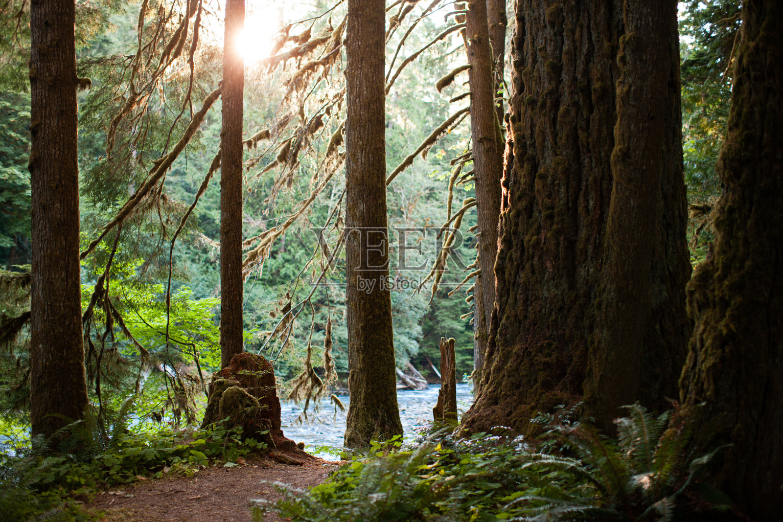 太平洋西北绿色森林和荒野地区照片摄影图片