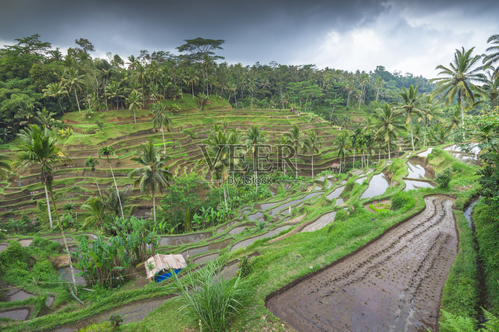 热带农田印度尼西亚巴厘岛Tegallalang镇乌布附近的水稻梯田。照片摄影图片