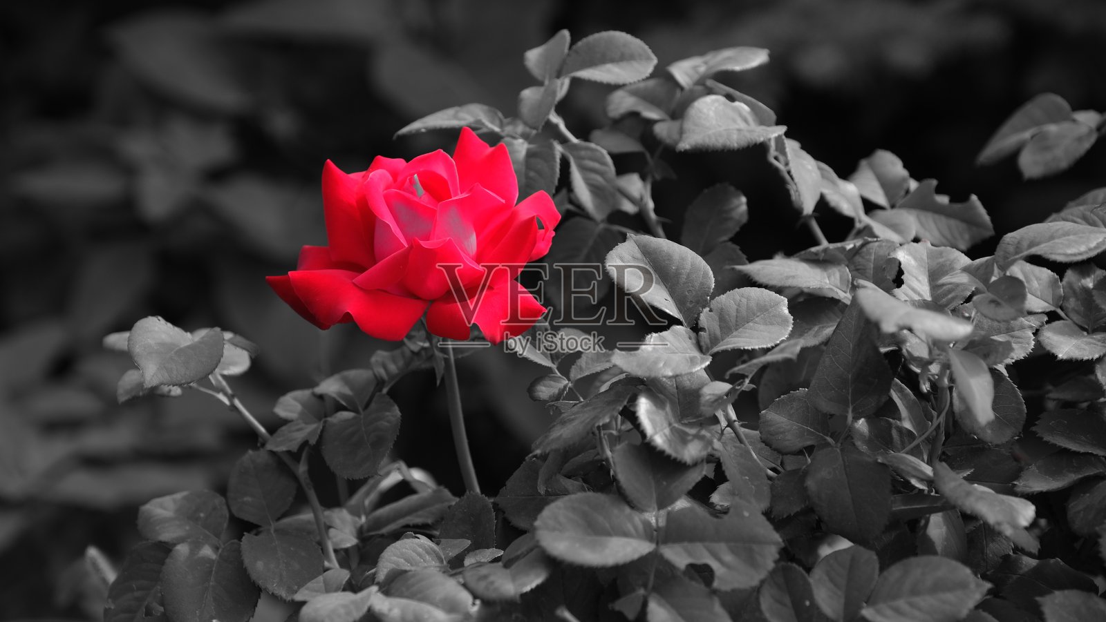 城市公园里的红玫瑰照片摄影图片