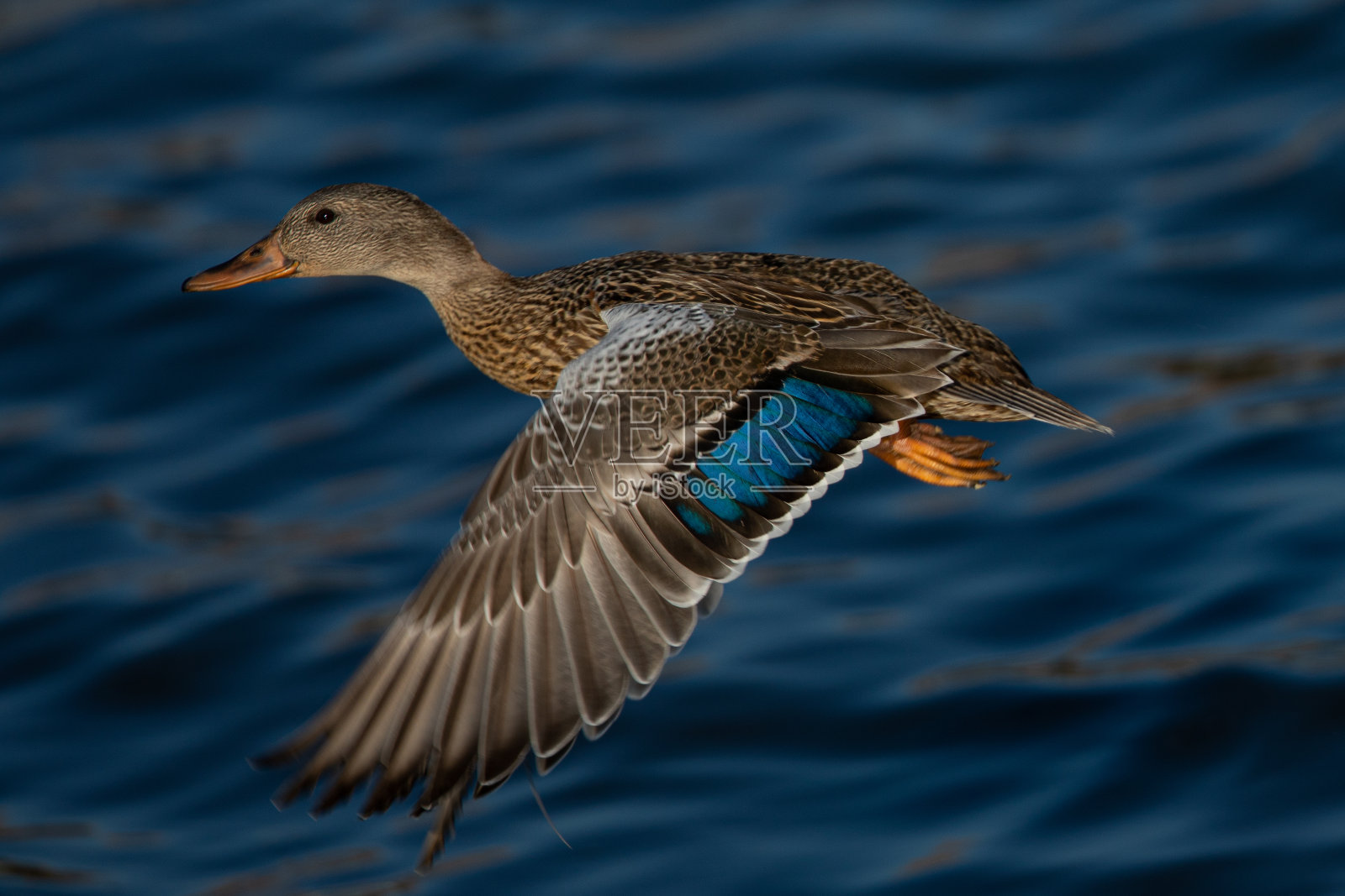 在北加利福尼亚的沼泽地里，一只母野鸭的全景照片摄影图片