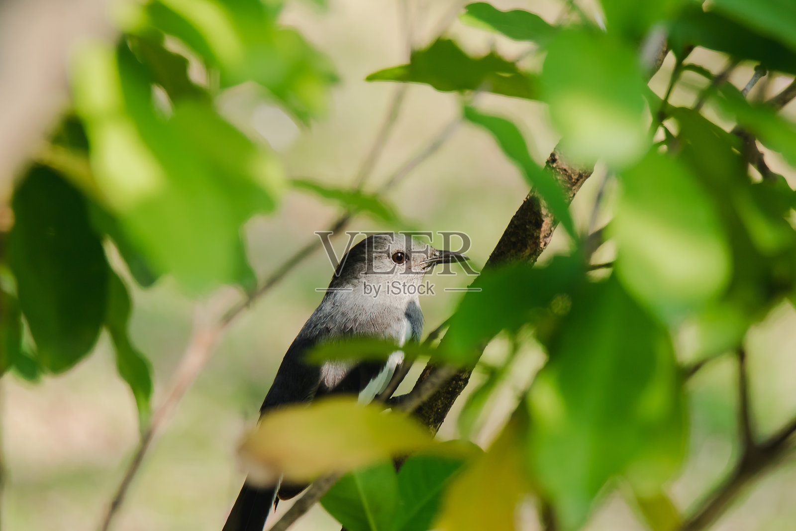 东方喜鹊知更鸟在树枝上，照片摄影图片
