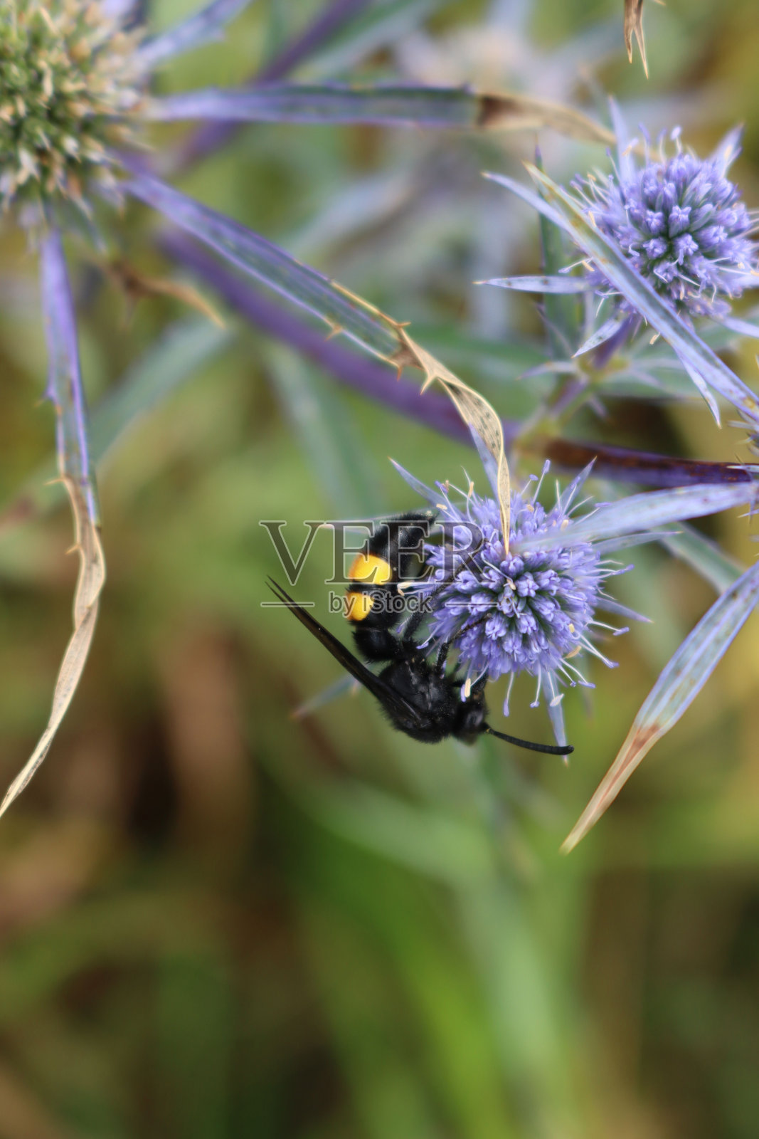 海上的冬青花照片摄影图片