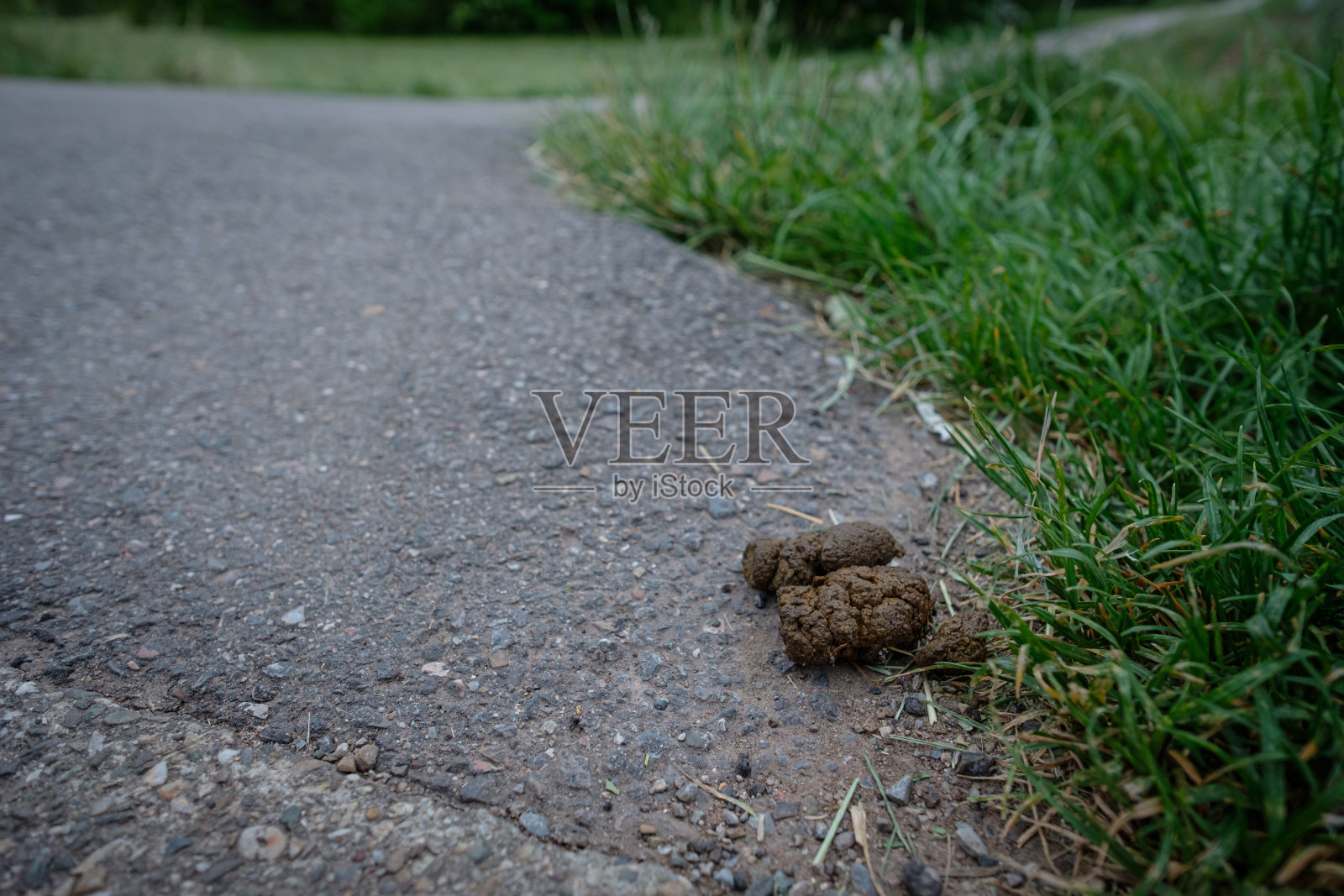 底部有狗屎照片摄影图片