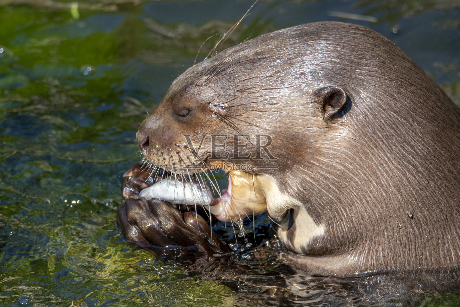 一只巨型水獭正在吃鱼照片摄影图片