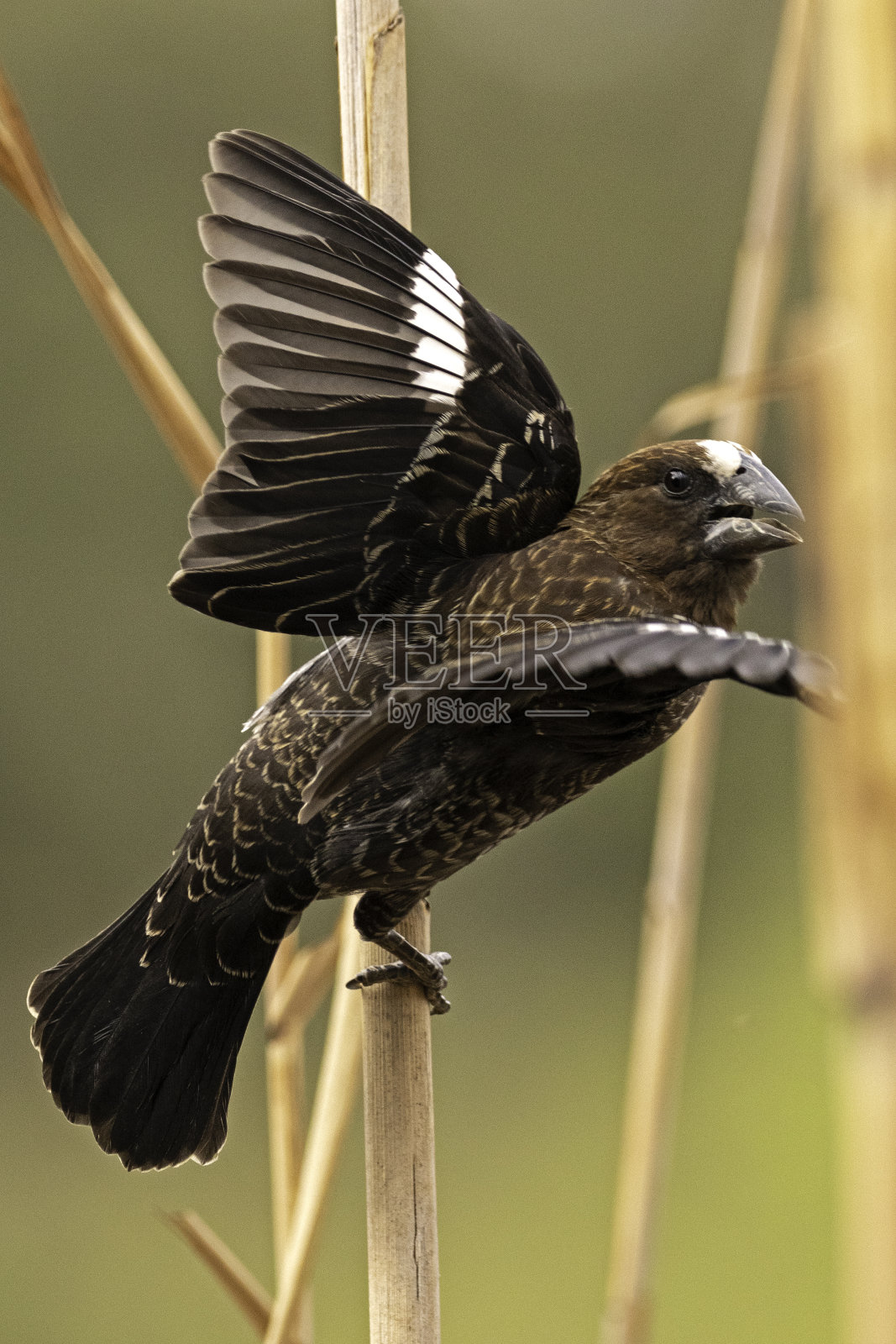 厚宣传韦弗照片摄影图片