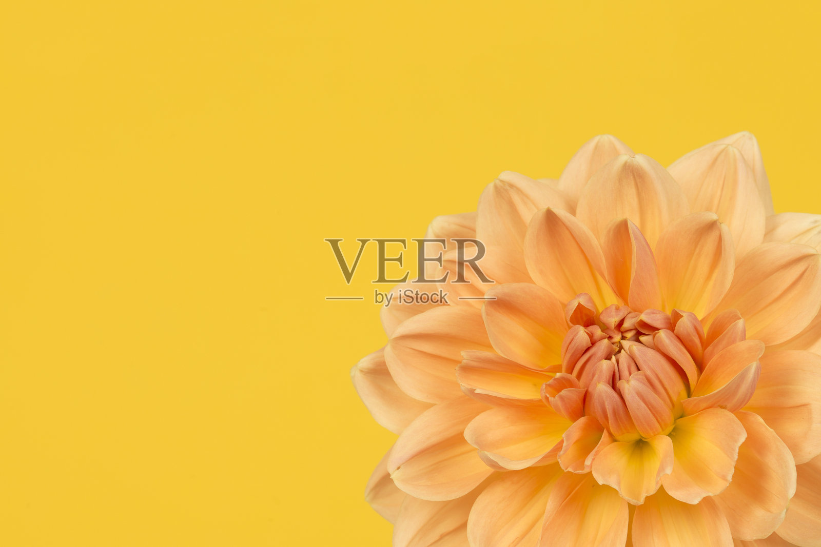 黄色背景上的黄色和橙色菊花的细节照片摄影图片