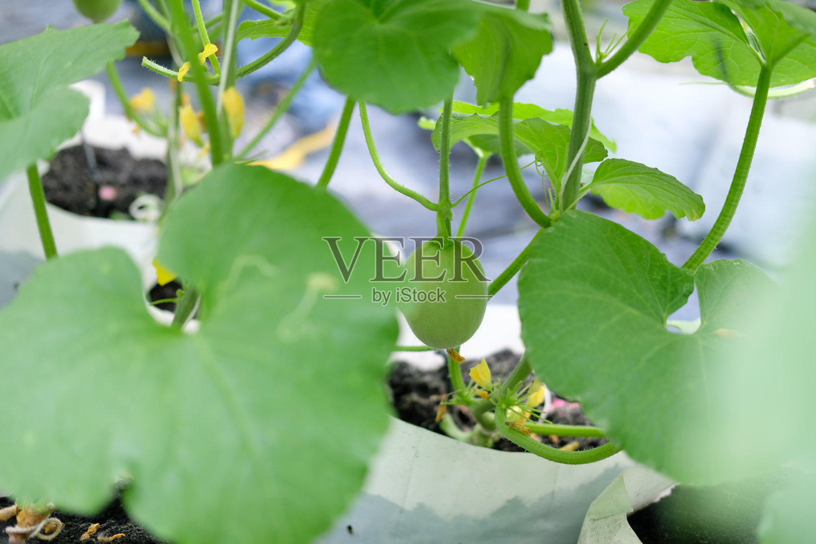 农场温室中的甜瓜植物照片摄影图片