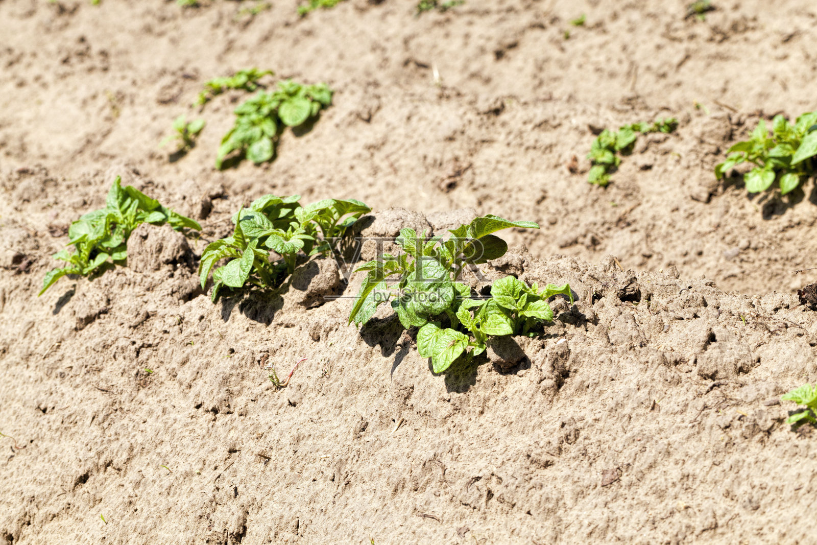 农田里的新鲜土豆照片摄影图片
