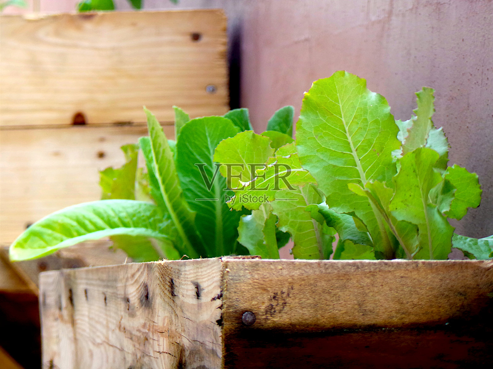 一个生长的莴苣植物的特写照片摄影图片