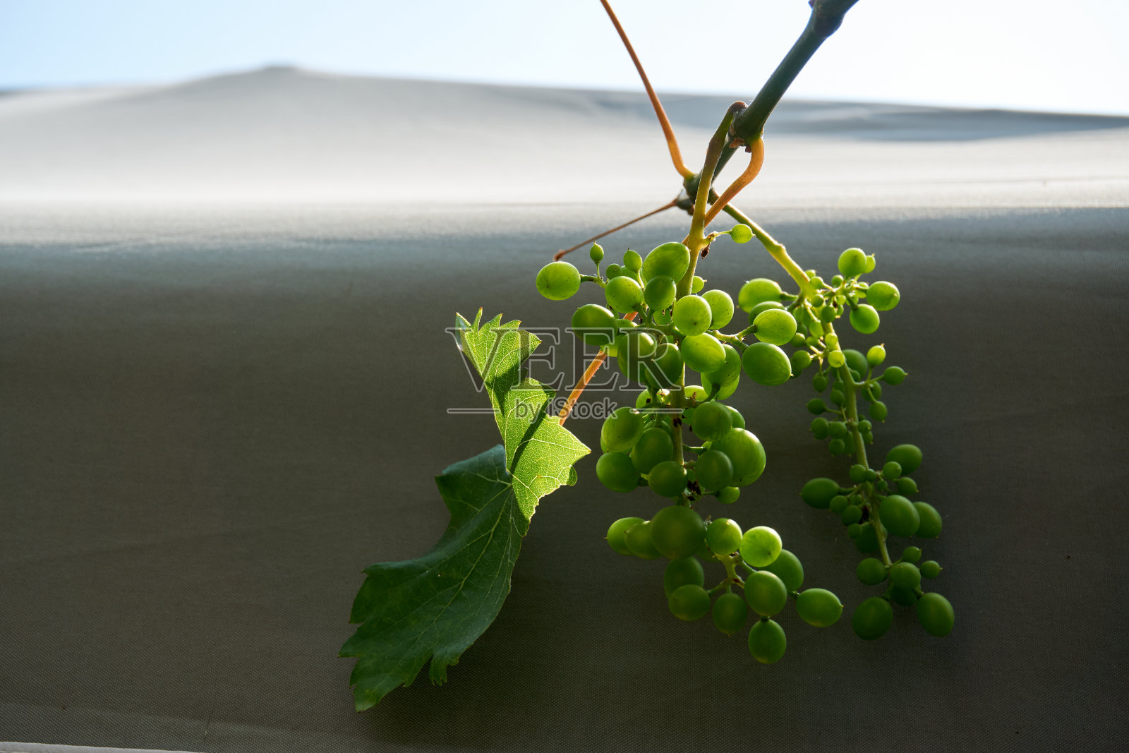 在阳光明媚的日子里，葡萄挂在灌木丛上照片摄影图片