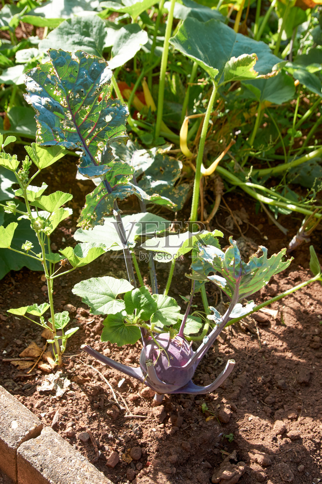 在夏季花园的地面上，青紫的大头菜。农业概念，栽培植物，务农季节照片摄影图片