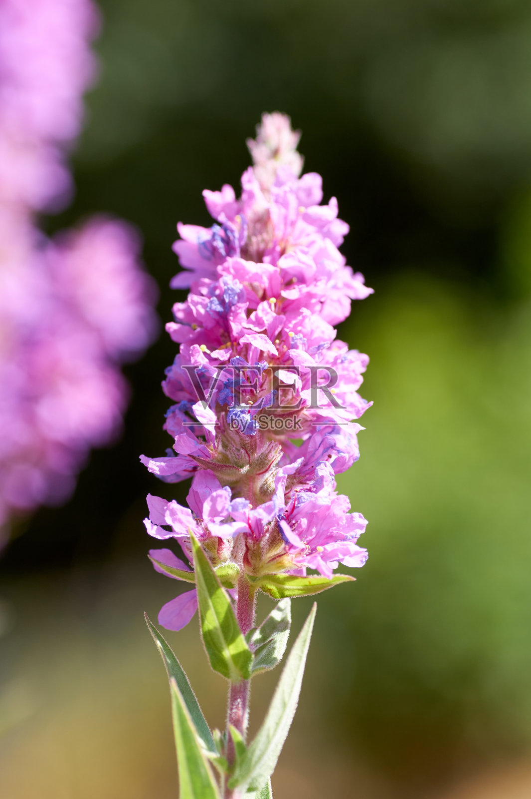 近近的千疮百孔花盛开，俗称紫松花。照片摄影图片