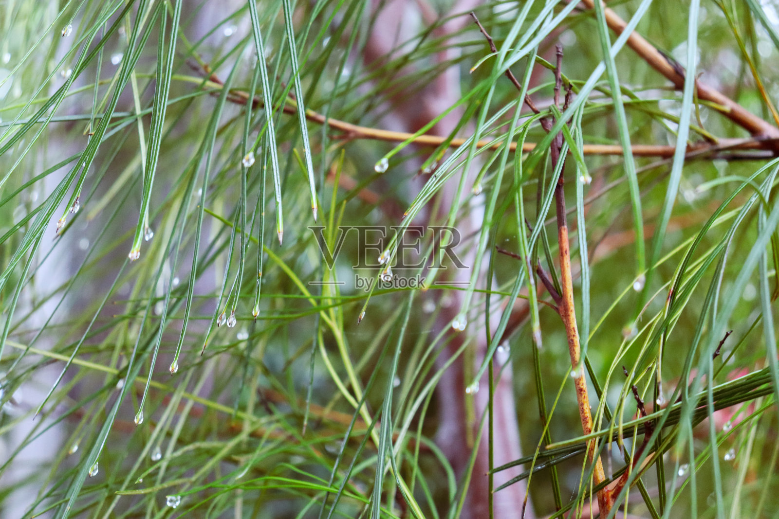 细叶上的水滴照片摄影图片