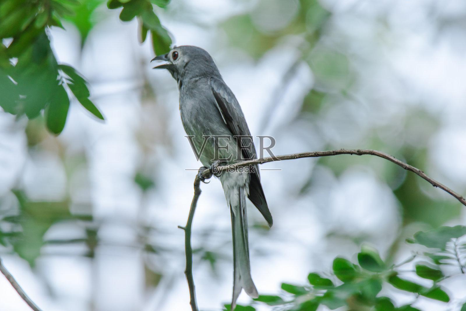 在树枝上，照片摄影图片