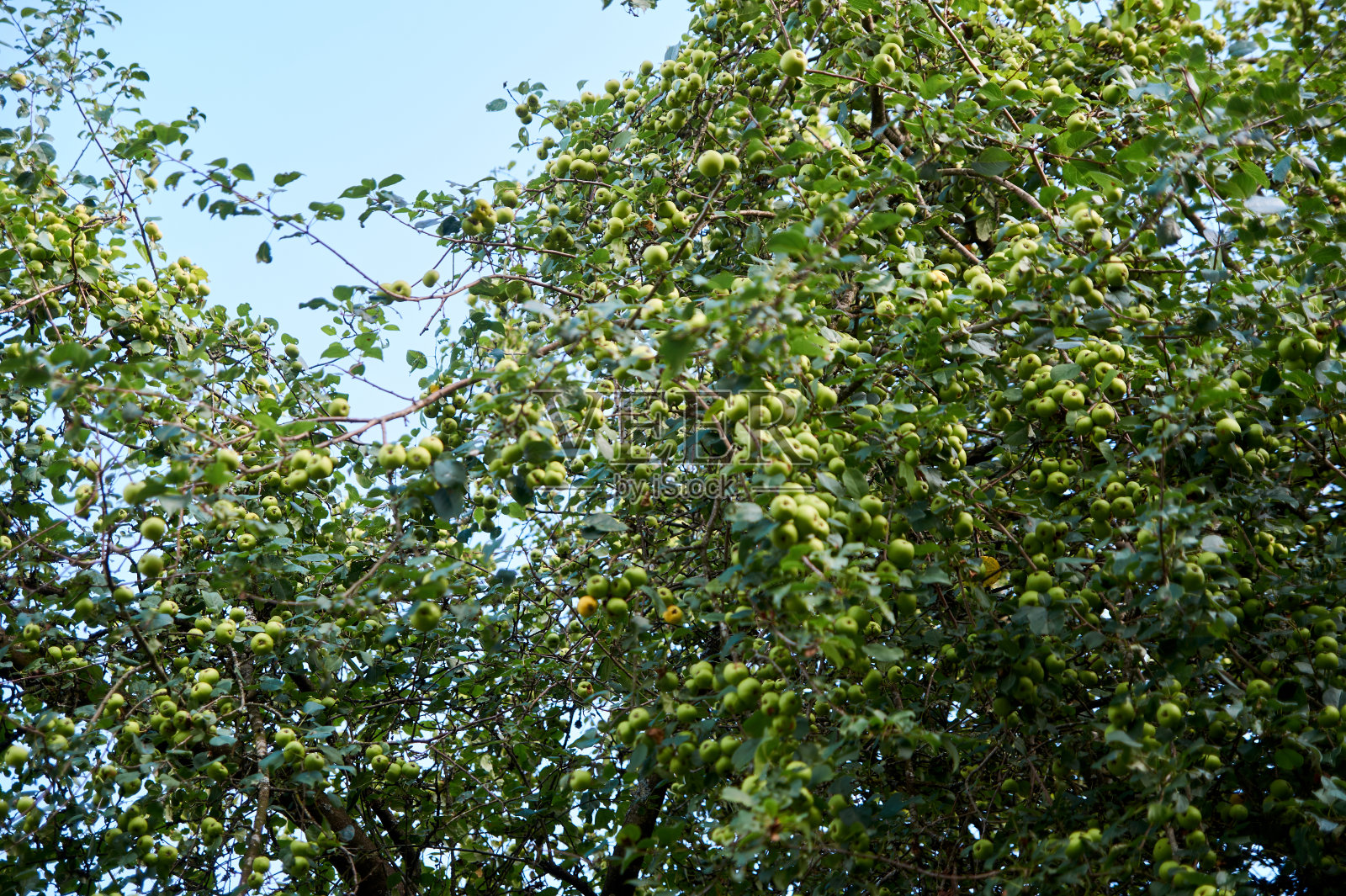 树上青苹果的特写照片摄影图片