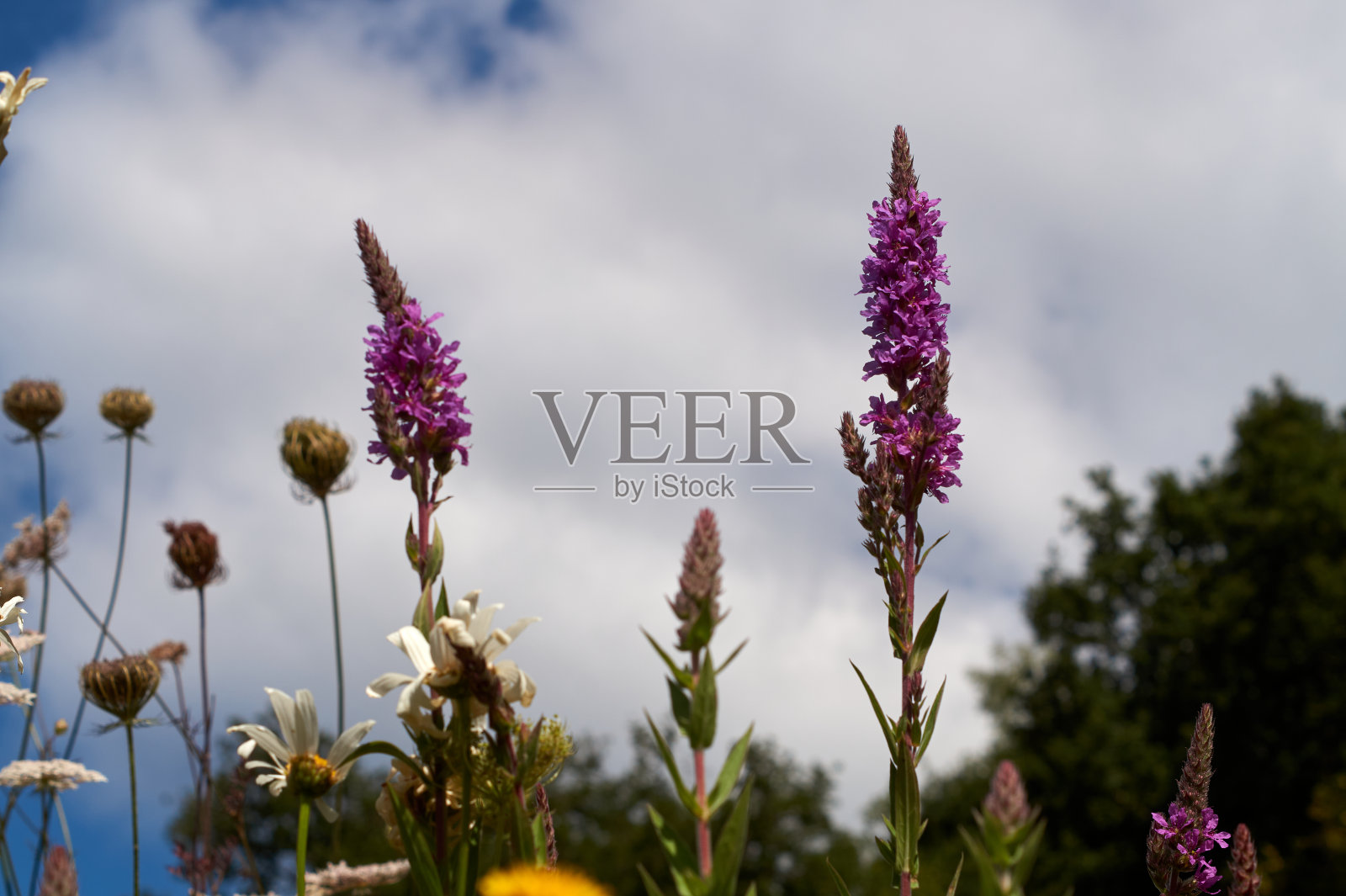 近近的千疮百孔花盛开，俗称紫松花。照片摄影图片