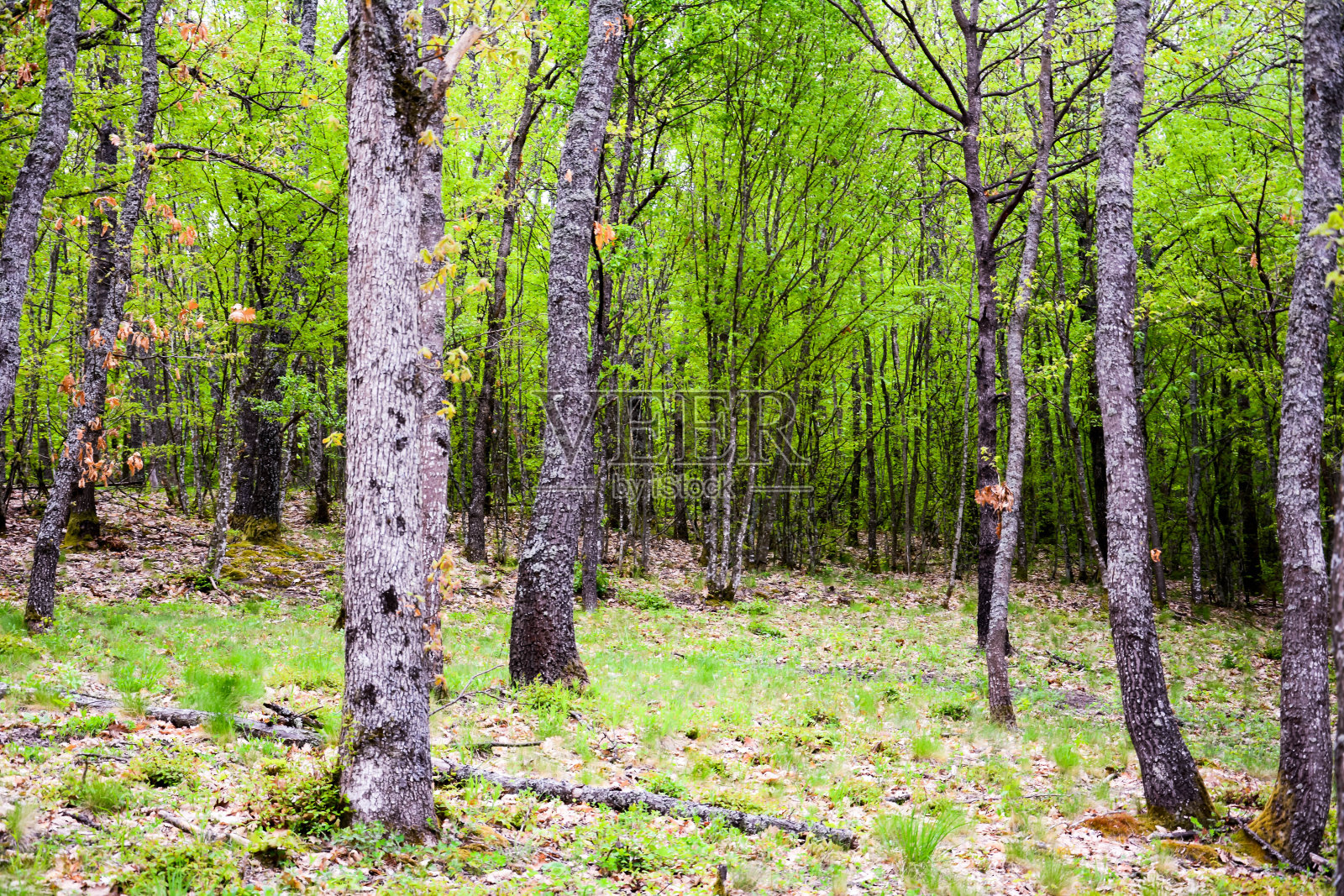 郁郁葱葱的绿色混合森林景色照片摄影图片