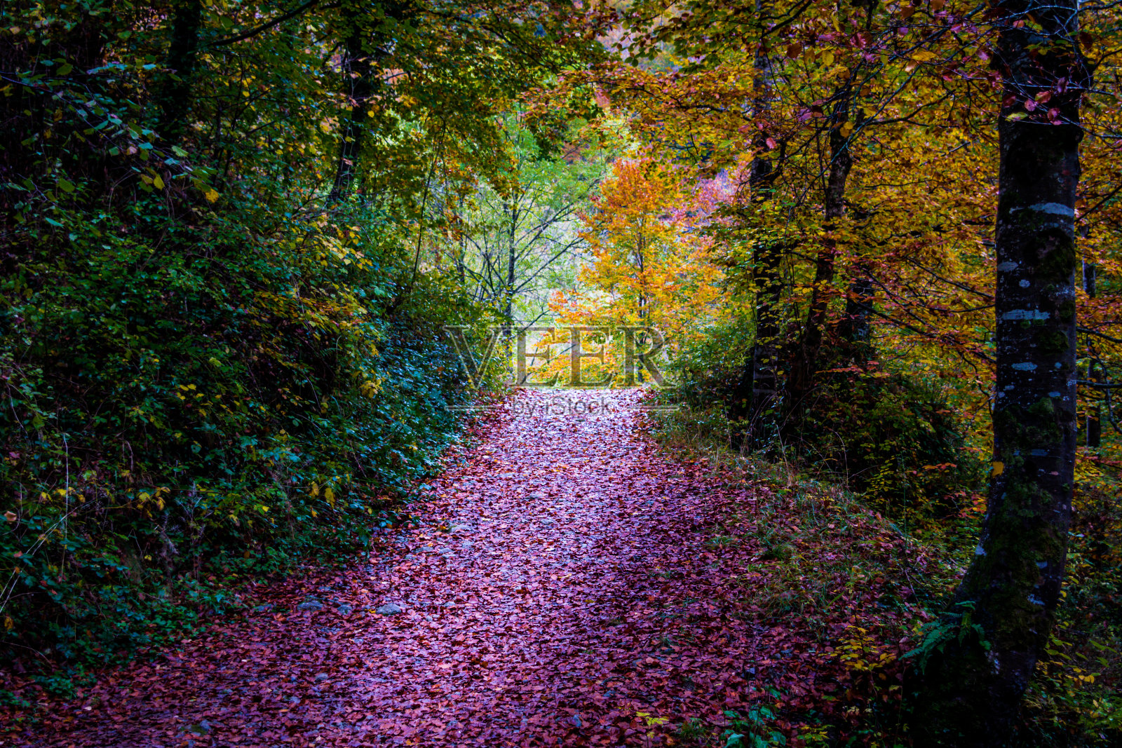 La Fageda de Grevolosa, La garroxa森林的秋季景观照片摄影图片