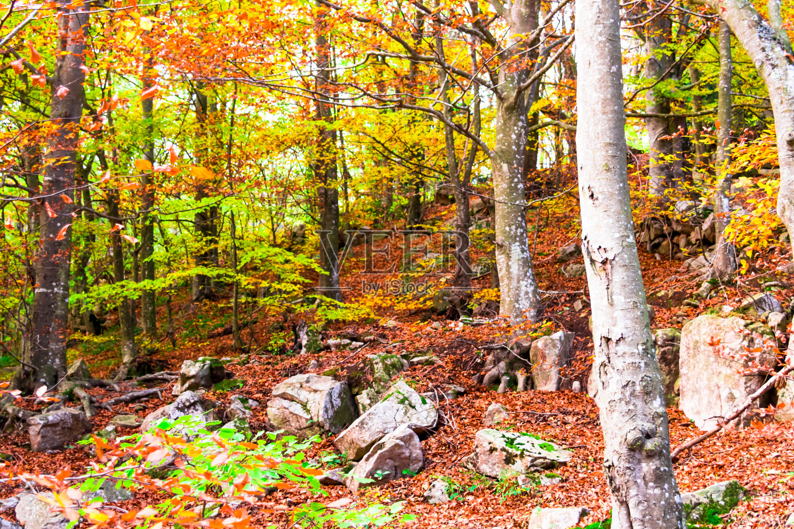 在西班牙巴塞罗那的蒙特塞尼自然公园，秋天五颜六色的树木和树叶照片摄影图片