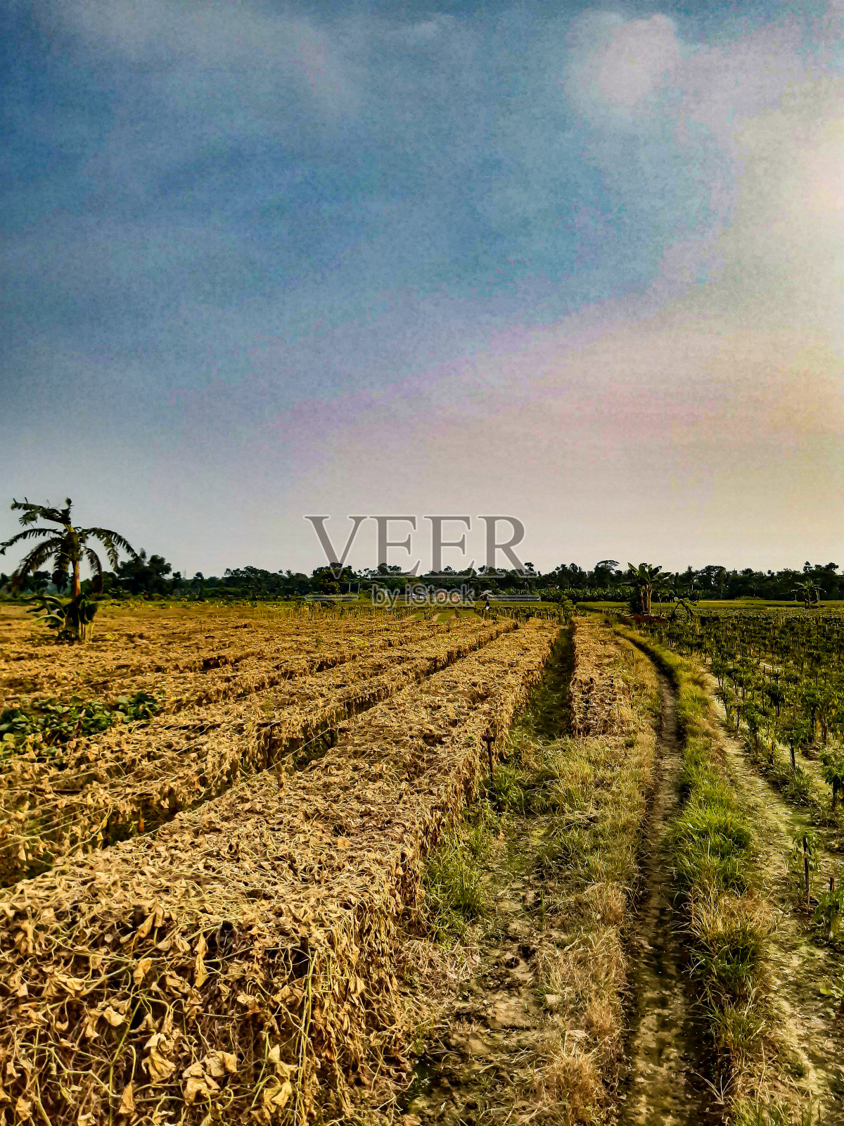 绿色的农田和蓝天白云。这是日落时的照片。照片摄影图片