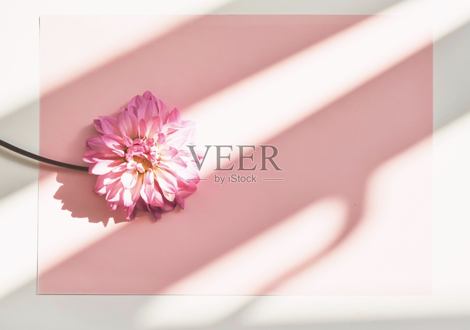 模型的邀请。空白纸贺卡，白色信封和粉红色的花。前视图。照片摄影图片