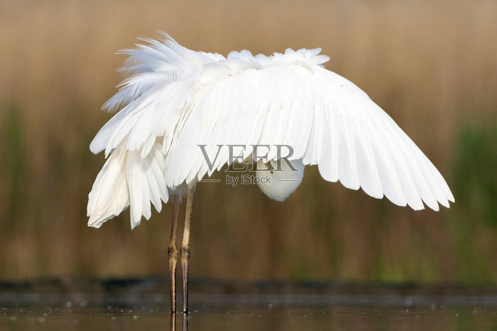 在匈牙利拍摄的一种美丽的鸟类的库存图像。照片摄影图片