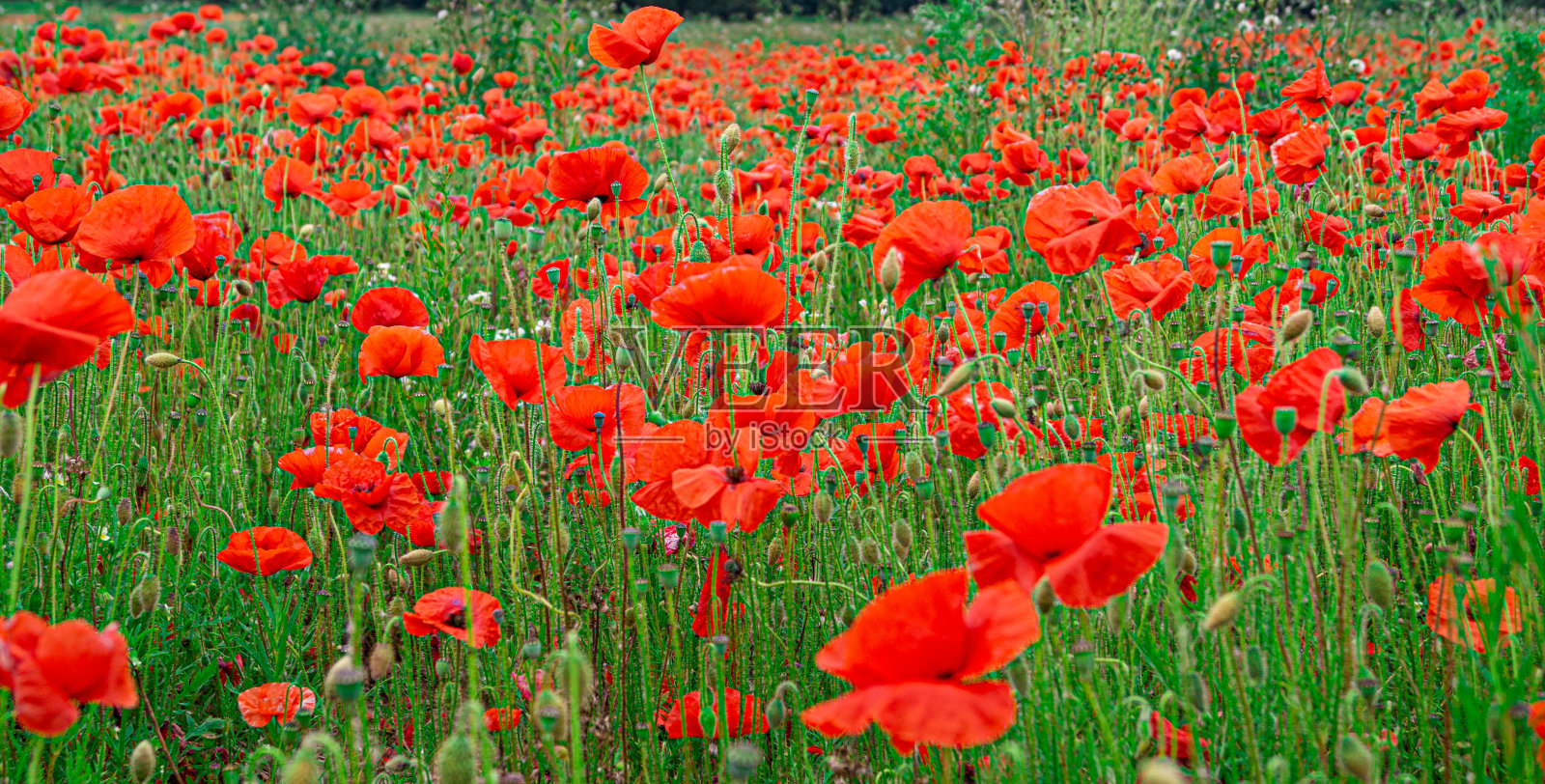 红色虞美人花纹理柔和背景照片摄影图片