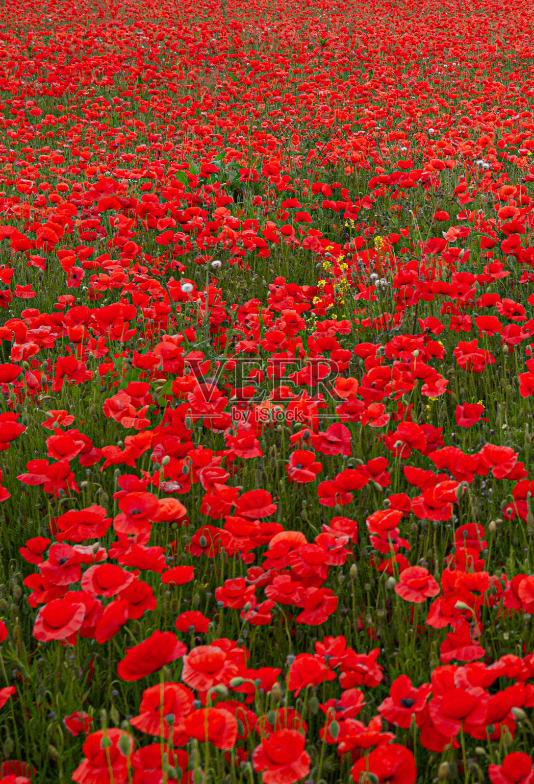 红色虞美人花纹理柔和背景照片摄影图片