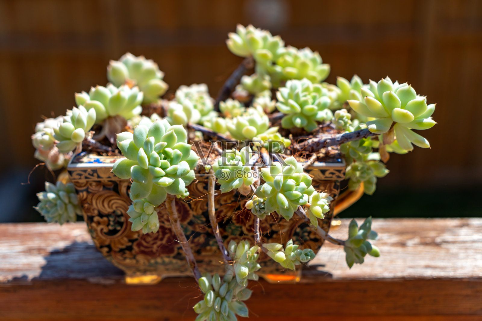 葡萄藤'A Grim One' - Echeveria elegans prolifica - Mexican Snowball -多肉植物照片摄影图片