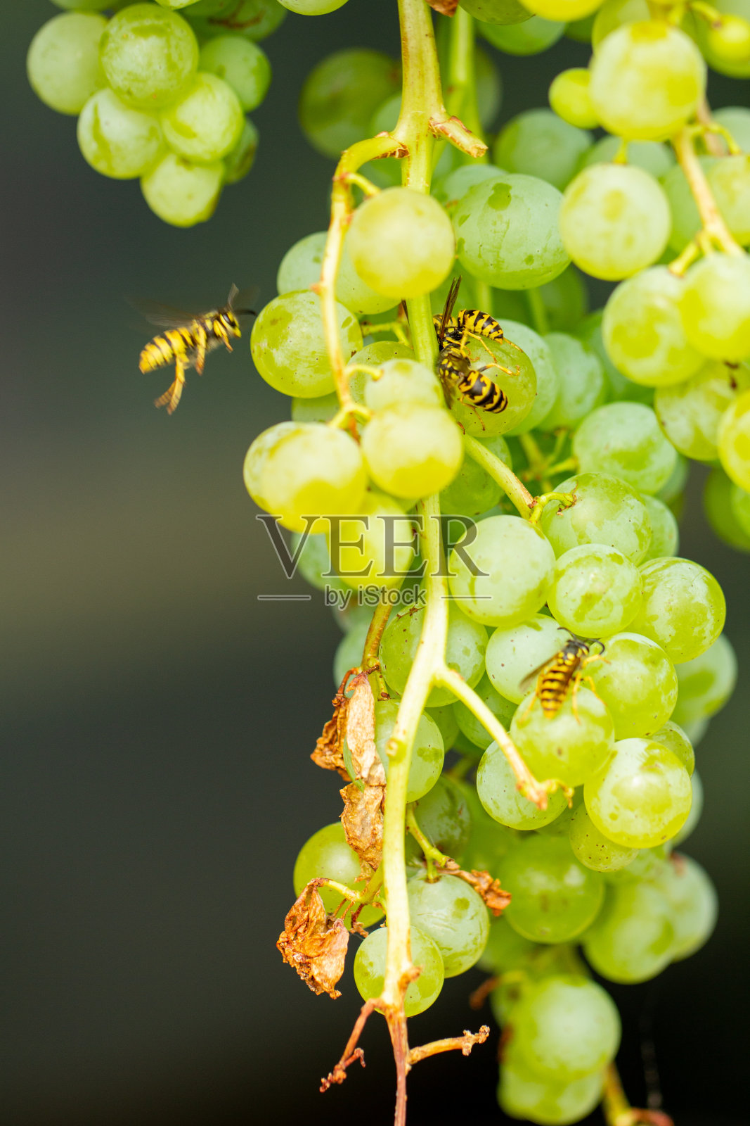 抓酒，被黄蜂吃掉照片摄影图片