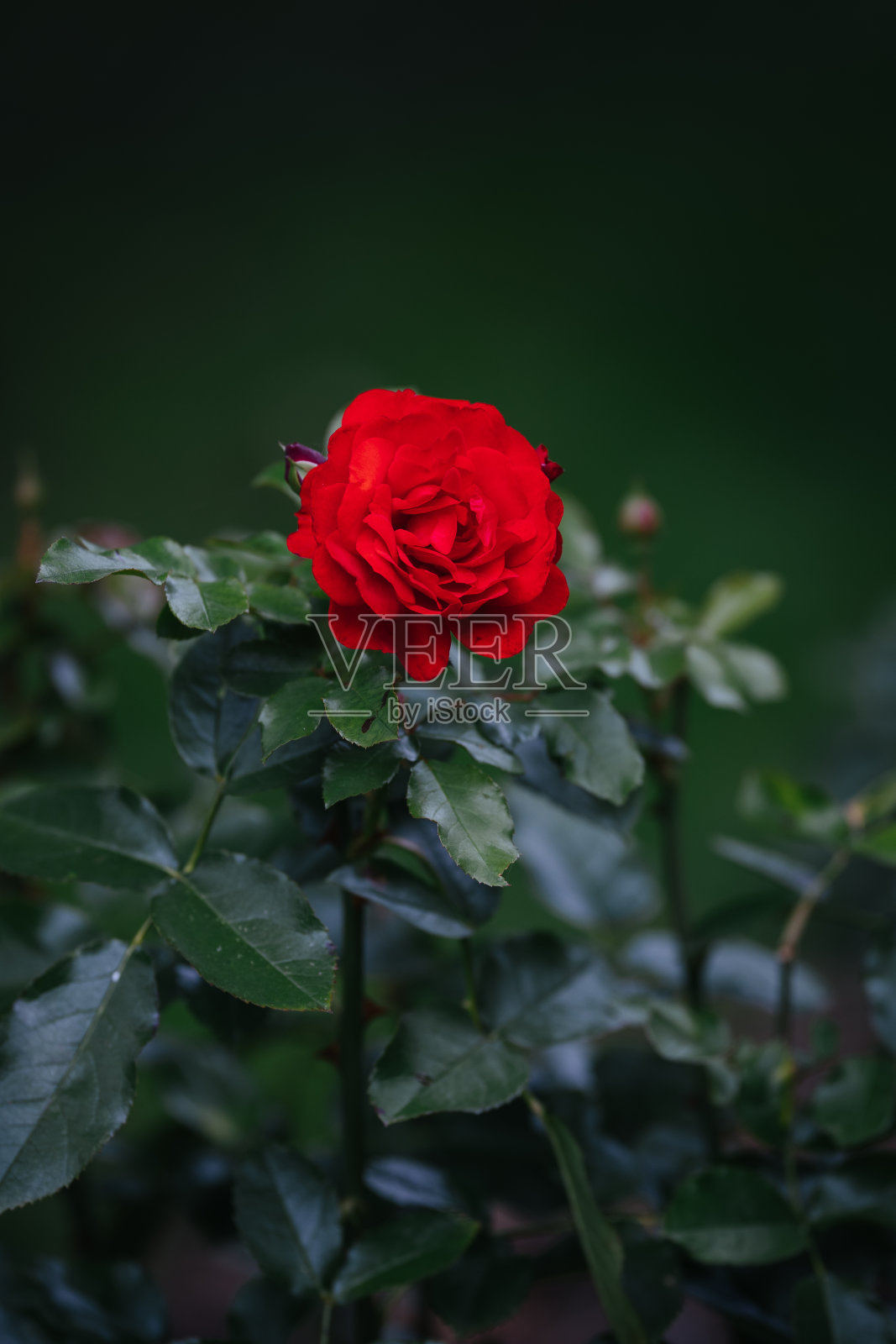 清晨玫瑰照片摄影图片