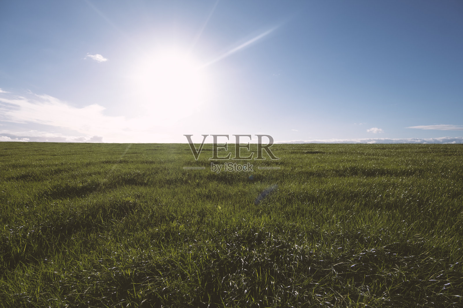 明亮的阳光洒在葱郁的田野上照片摄影图片