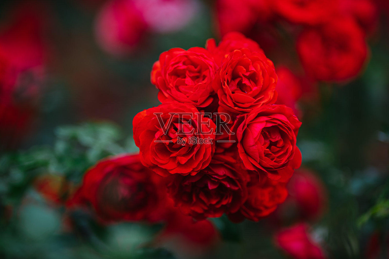 清晨玫瑰照片摄影图片