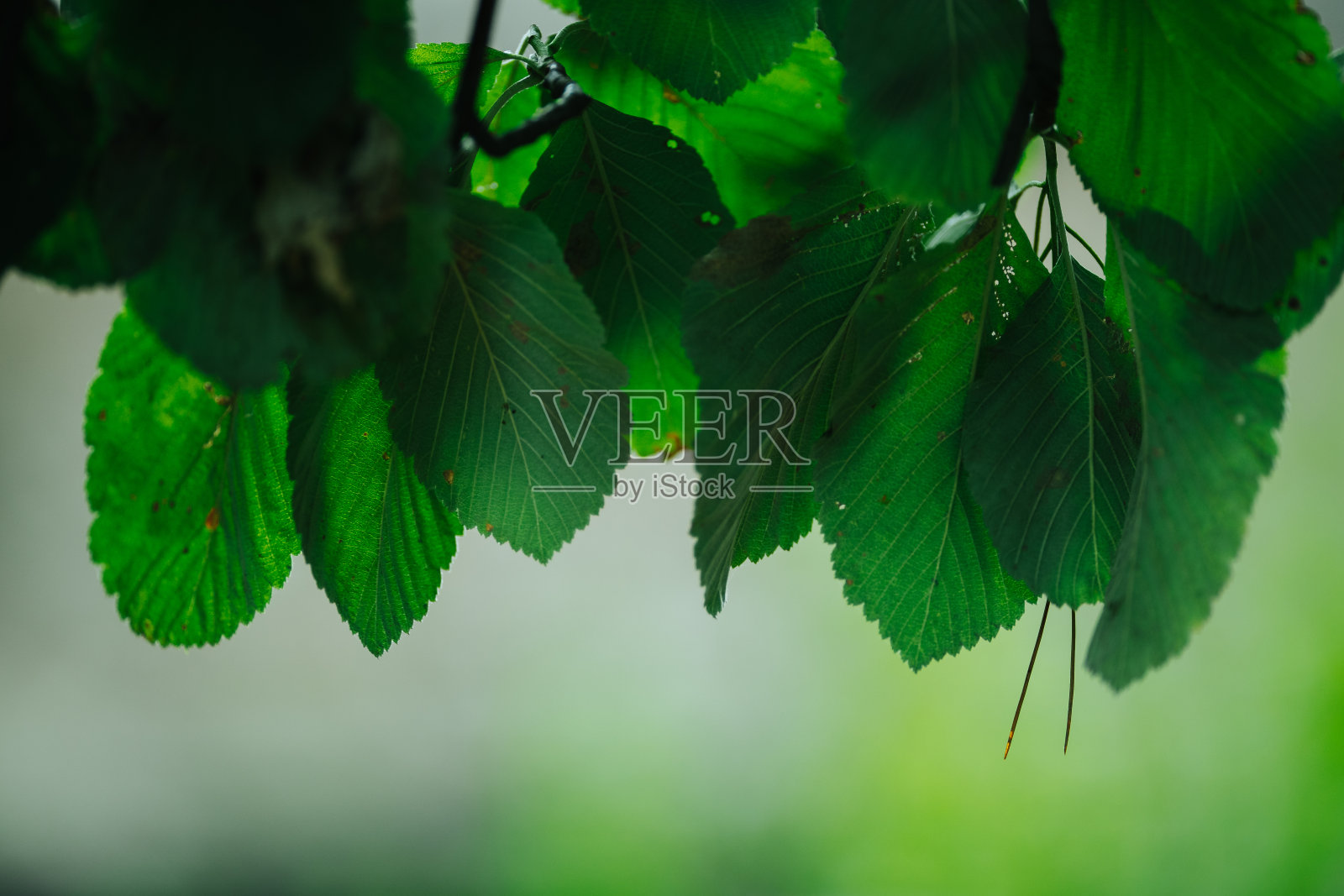 绿叶背景照片摄影图片