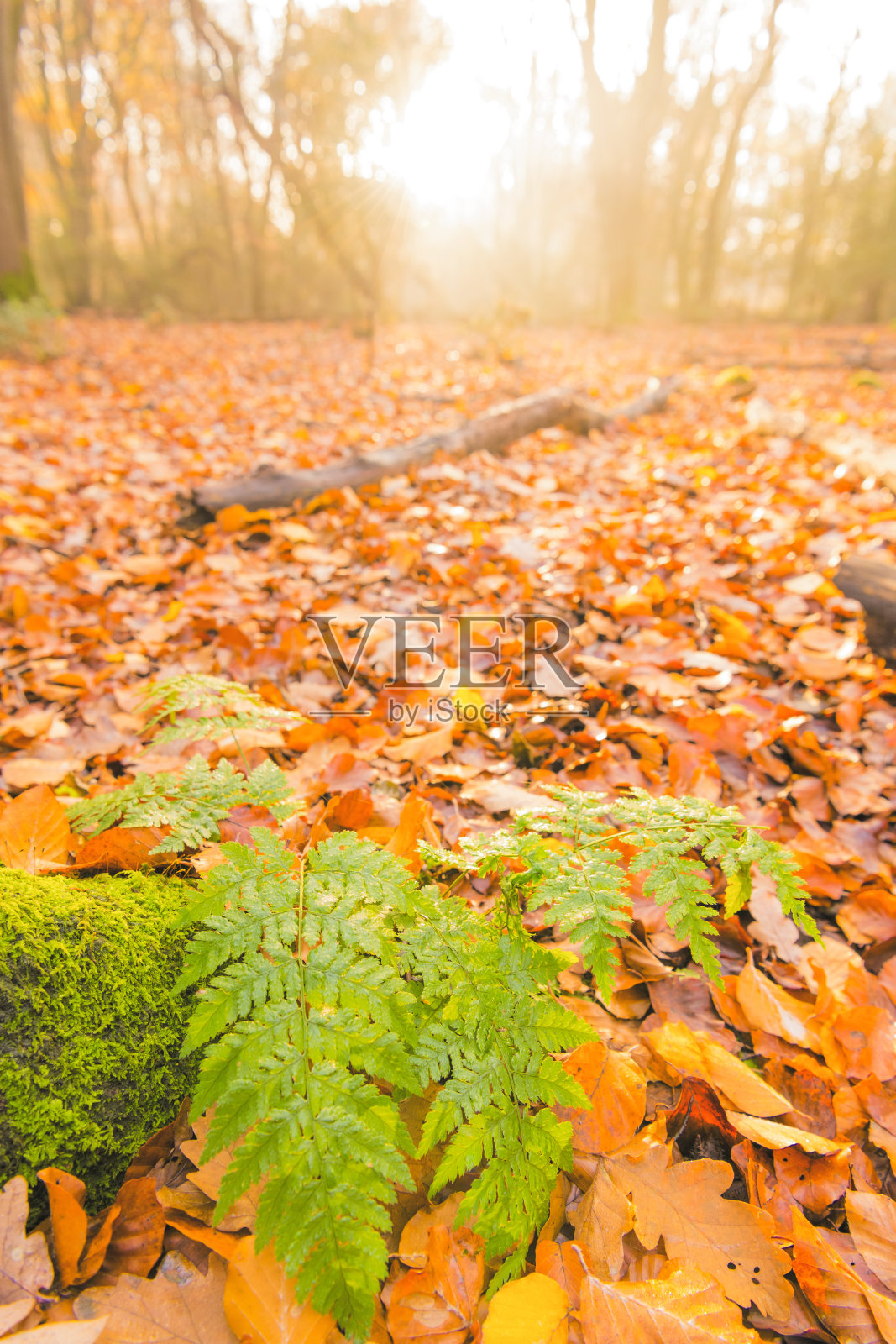 在一个美丽多雾的秋日，森林里长满了苔藓和蕨类植物照片摄影图片