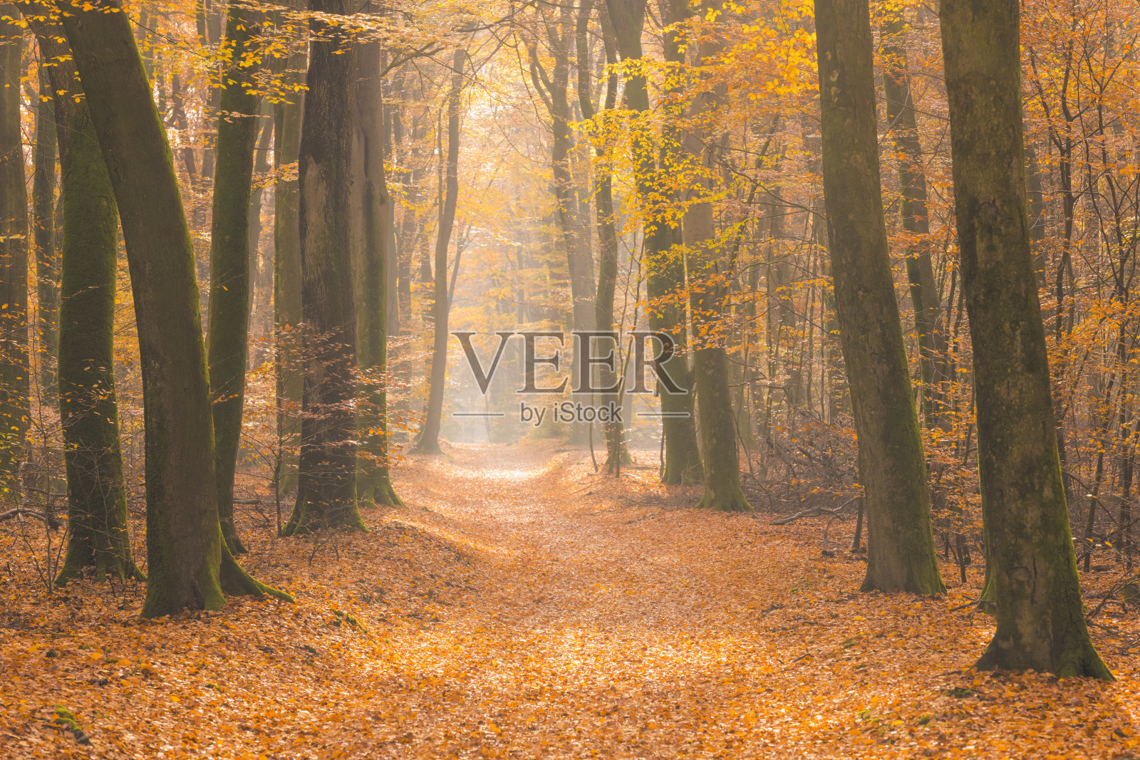 美丽秋日雾中森林小路照片摄影图片