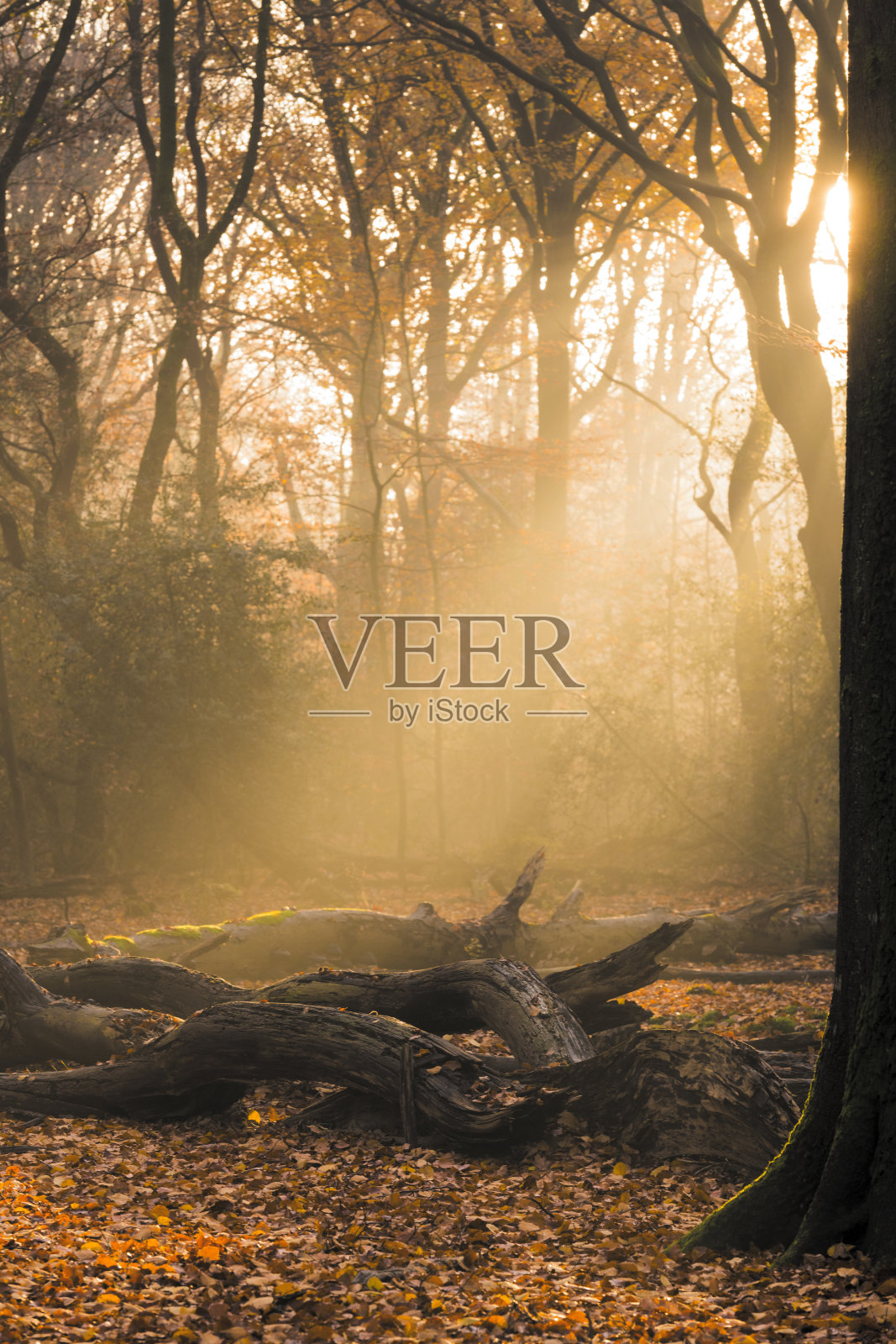 美丽秋日雾中森林小路照片摄影图片