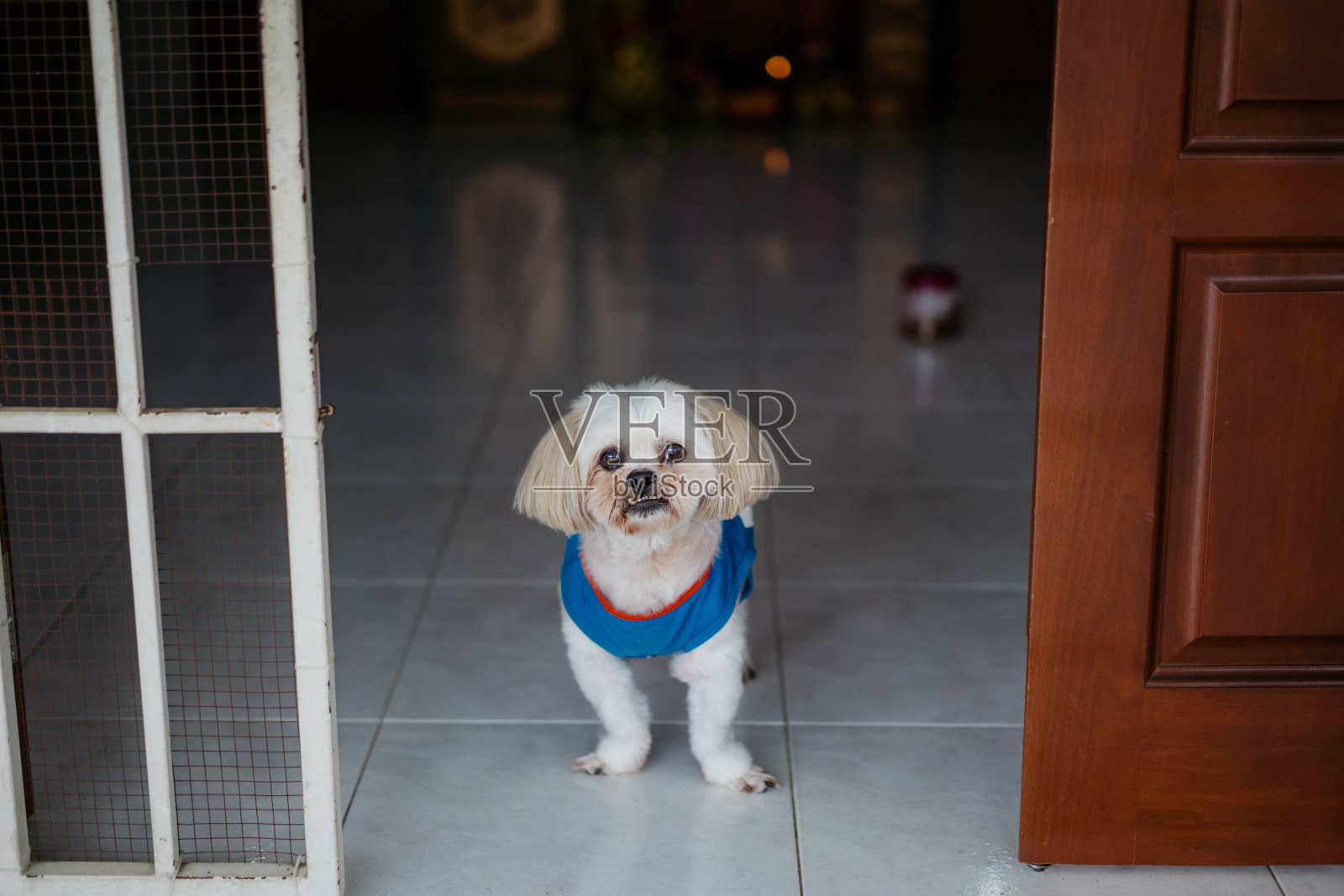 老狮子狗站在门口照片摄影图片
