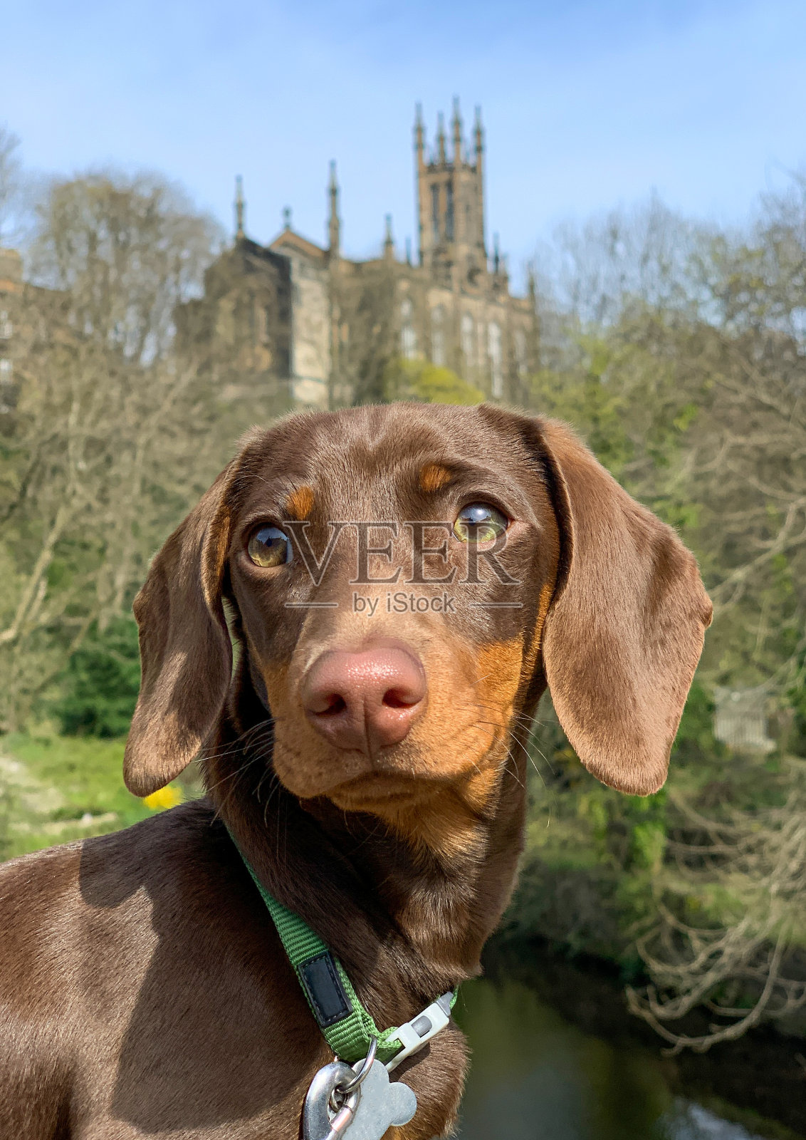 巧克力和棕色迷你腊肠犬照片摄影图片