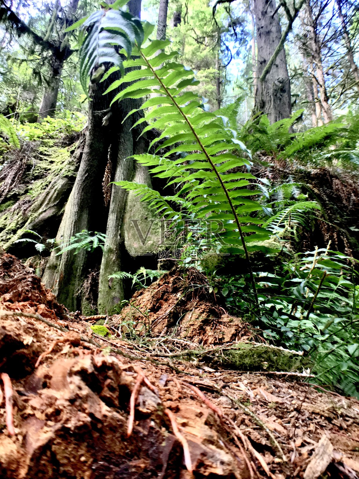 那里生长着一种蕨类植物照片摄影图片