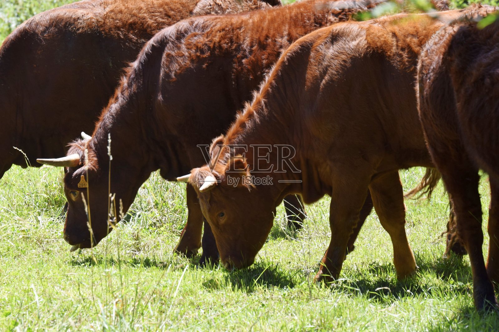 萨尔斯照片摄影图片