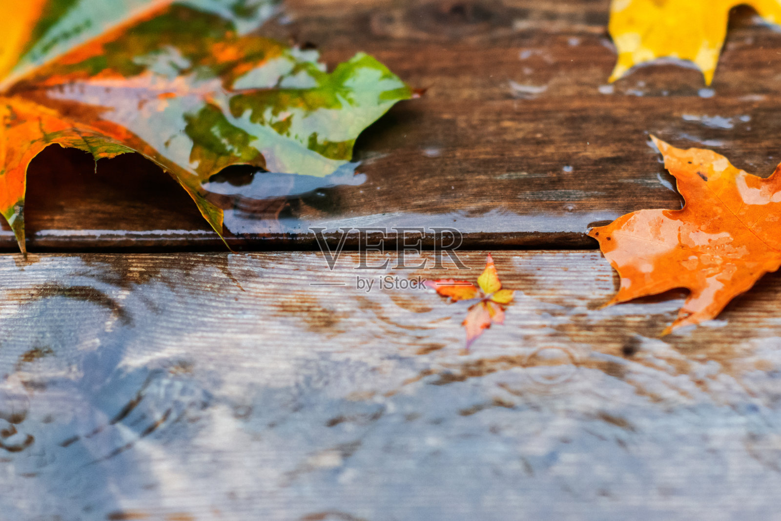 下雨天湿木板上泛黄的枫叶照片摄影图片