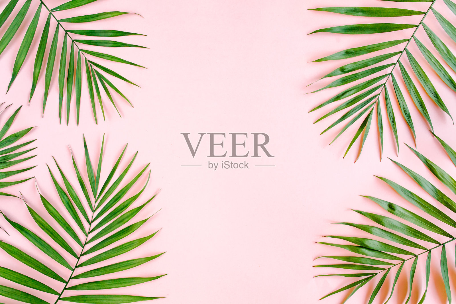 粉红色背景上的热带绿色棕榈叶。平躺，俯视图照片摄影图片