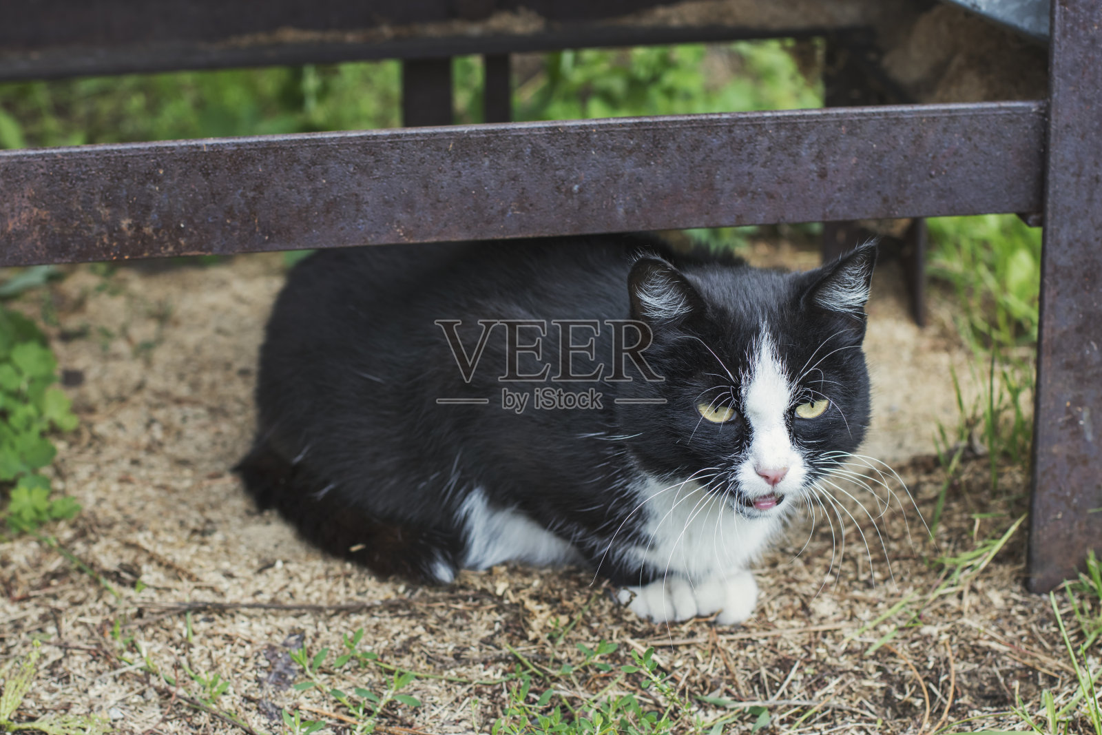 一只黑白相间、长着黄色眼睛的乡村猫坐在一个金属结构下。照片摄影图片