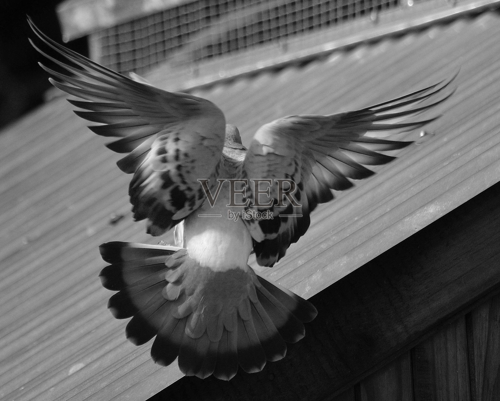 鸽子降落了照片摄影图片