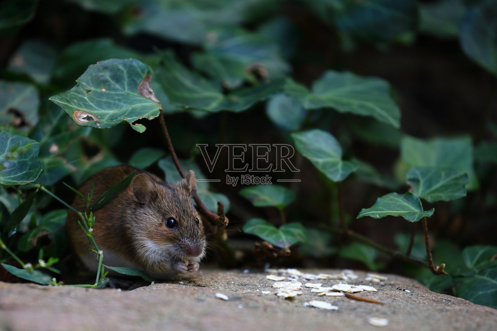 鼠标，阿波德穆斯阿格拉里乌斯照片摄影图片