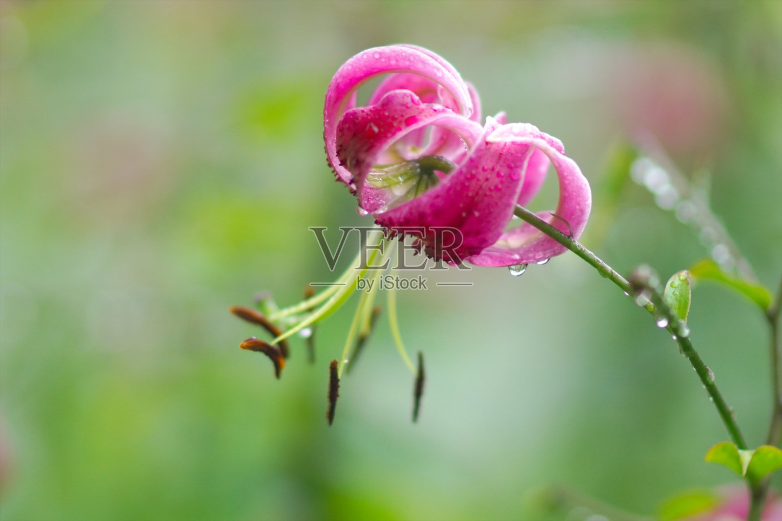 百合皇后黑美人照片摄影图片