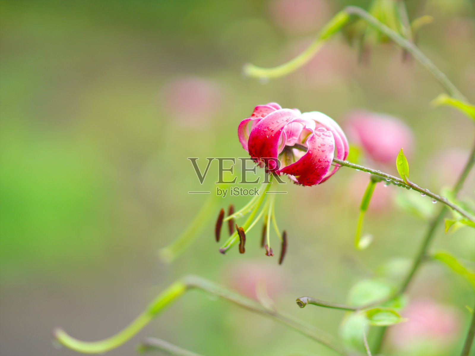 百合皇后黑美人照片摄影图片