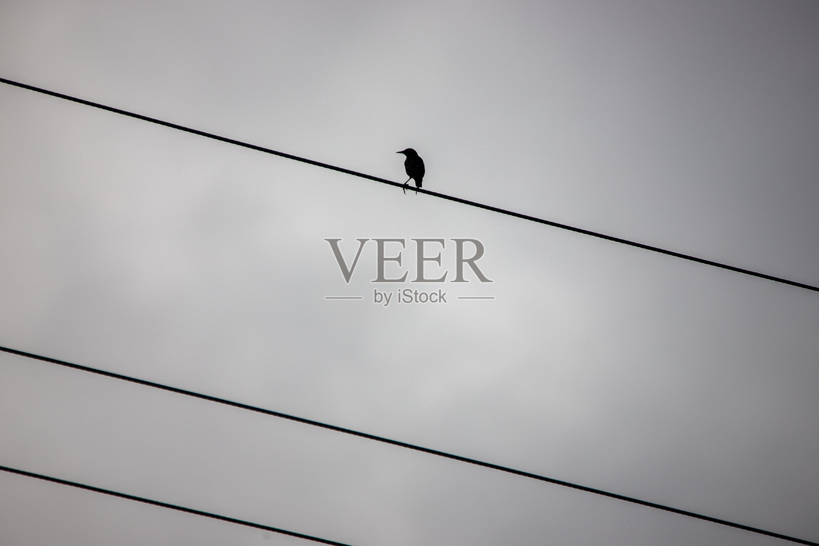 一只鸟的剪影栖息在电话线上照片摄影图片